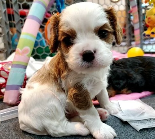  regalo bellissimi cuccioli allevati shih-tzu, colore bianco e nero.
