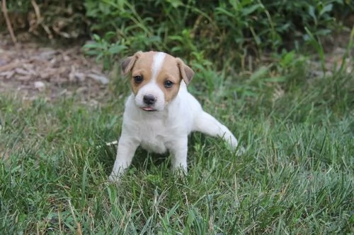  regalo cuccioli di razza pura jack russel