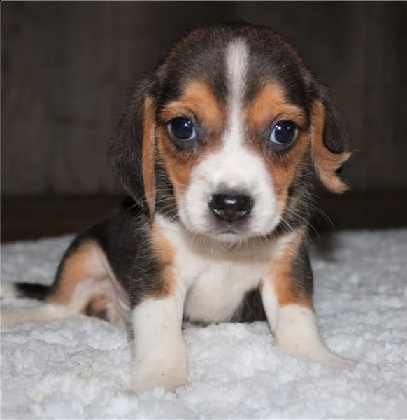 cuccioli di beagle bellissimi cuccioli di beagle tricolore. 