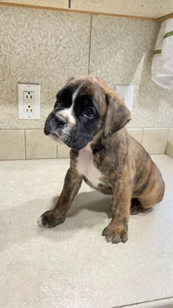  regalo estremamente carino cuccioli di boxer per l'adozione