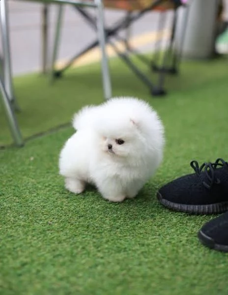 regalo  volpino pomerania mini toy | Foto 0