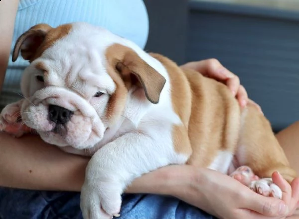 affetuosi bulldog inglese maschi e femmine | Foto 0