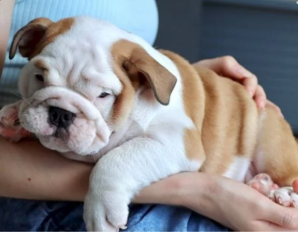 affetuosi bulldog inglese maschi e femmine