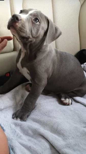 disponibili bellissimi cuccioli di pitbull | Foto 2