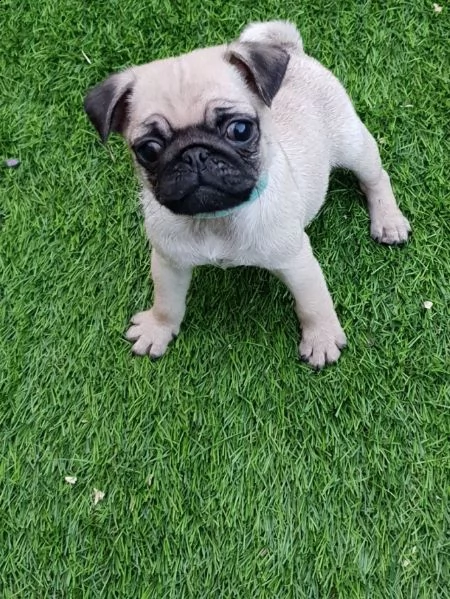 simpatici cuccioli di carlino disponibili | Foto 0
