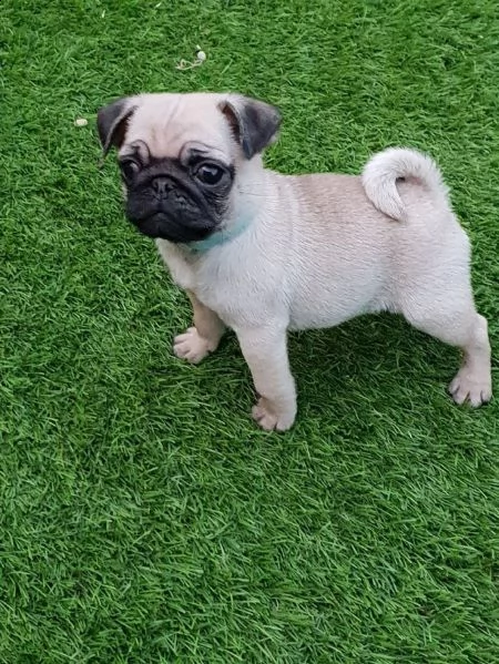 simpatici cuccioli di carlino disponibili