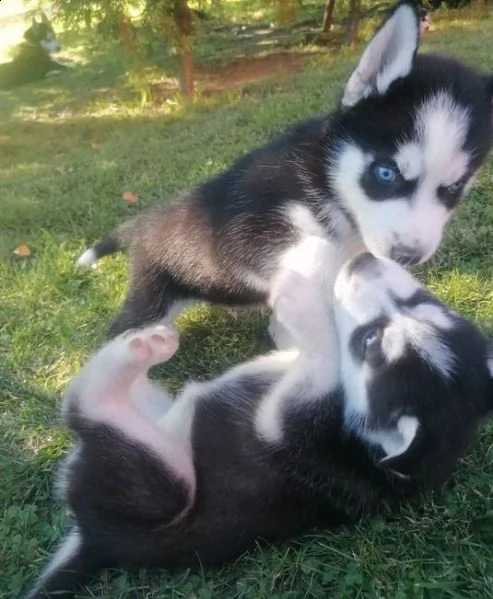 disponibili cuccioli di husky siberiano