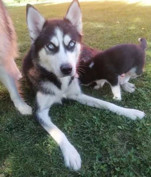 disponibili cuccioli di husky siberiano | Foto 3