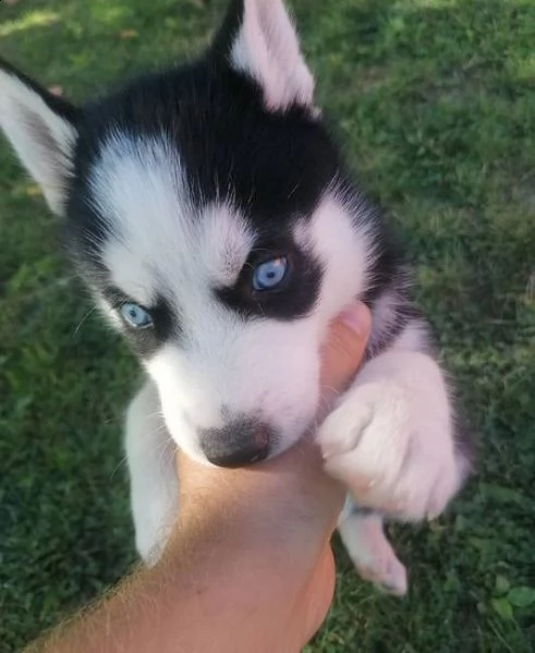 disponibili cuccioli di husky siberiano | Foto 2