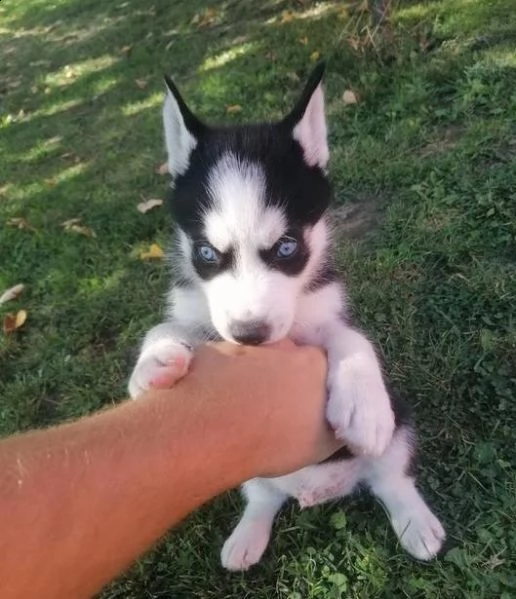 disponibili cuccioli di husky siberiano | Foto 1