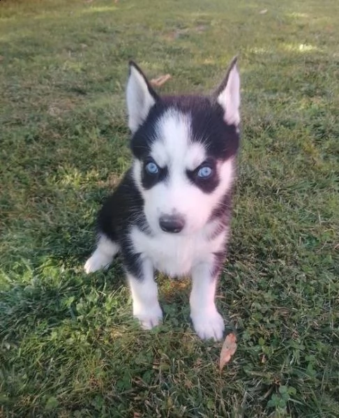 disponibili cuccioli di husky siberiano | Foto 0