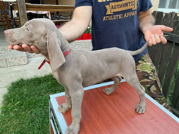 weimaraner  maschio e femmina.