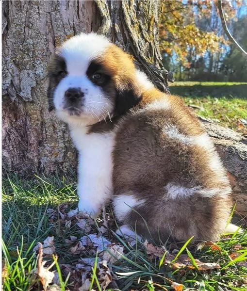  san bernardo   nostri adorabili 