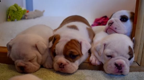 regalo bulldog inglese cuccioli disponibili