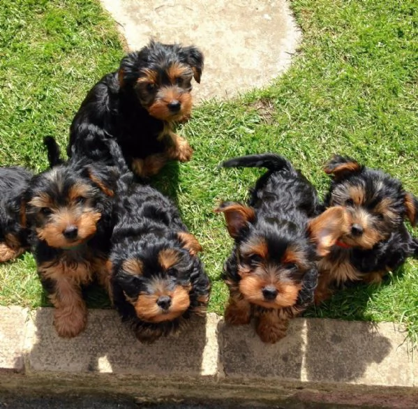 regalo abbiamo avere amorevole yorkie cuccioli per l'adozione