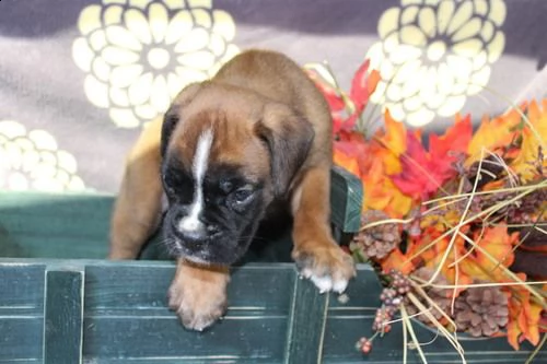 regalo estremamente carino cuccioli di boxer per l'adozione