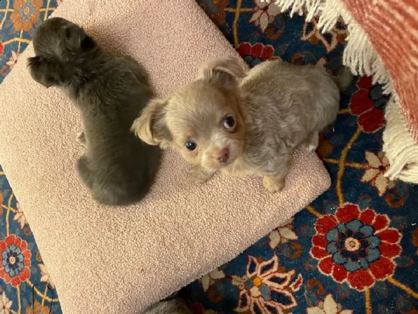 regalo cuccioli dolce e bella chihuahua toy