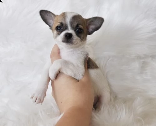 sani e bella cuccioli di chihuahua per regalo 