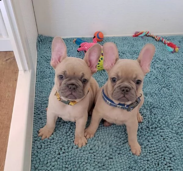 cuccioli di bulldog francese in adozione