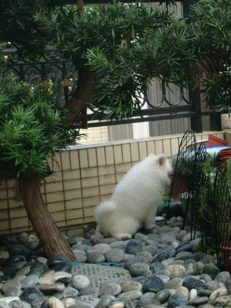 bellissimi cuccioli di samoiedo con pedigree  | Foto 2
