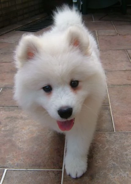 bellissimi cuccioli di samoiedo con pedigree  | Foto 1