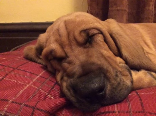 splendidi cuccioli di bloodhound con pedigree  | Foto 0