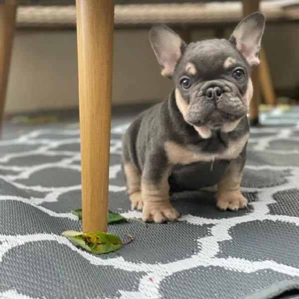 bulldog francese in adozione