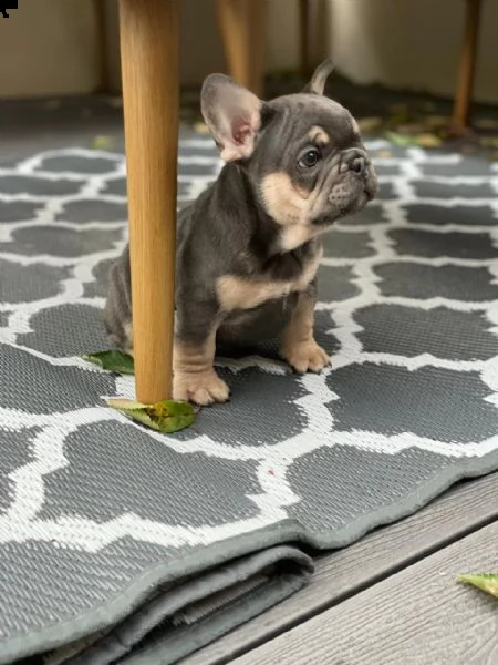 bulldog francese in adozione | Foto 0