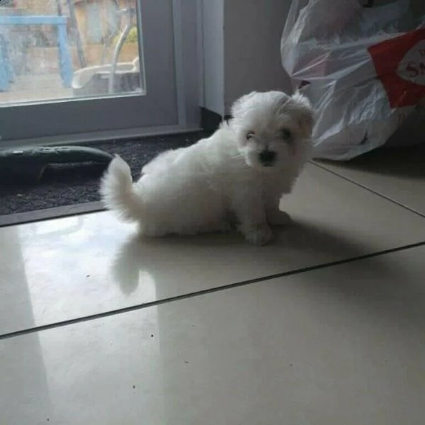 cuccioli maltesi toy | Foto 0
