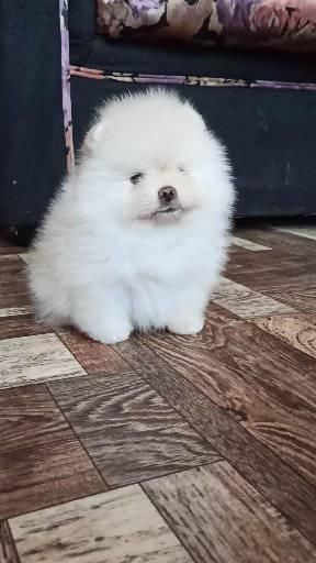 cuccioli di pomeraniaspitz nano | Foto 0