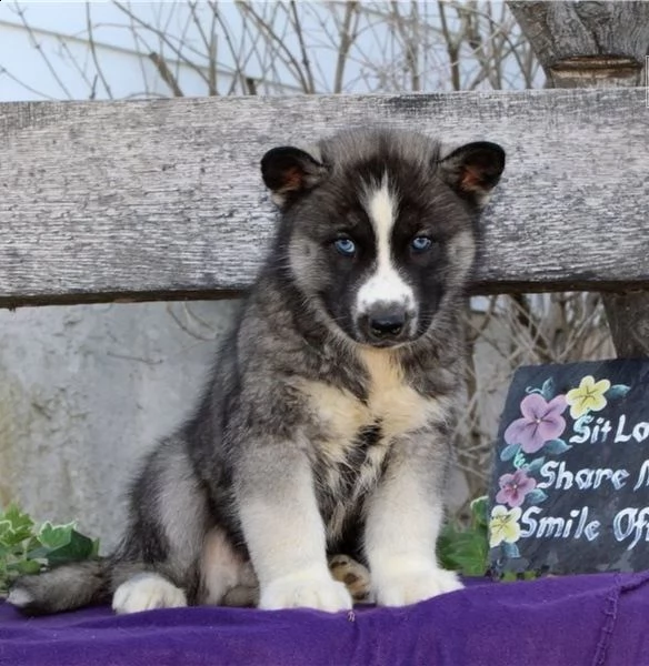 cuccioli di siberian husky