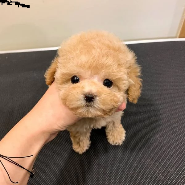 regalo barboncino cuccioli