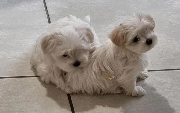  regalo adorabili cuccioli  maltese
