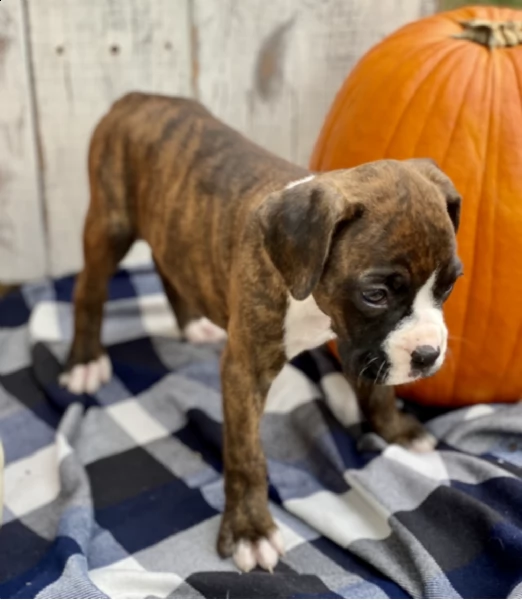  regalo boxer | Foto 0