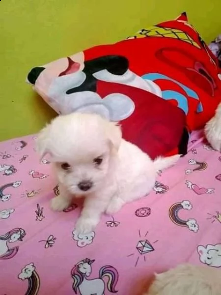disponibili cuccioli di maltese toy | Foto 0