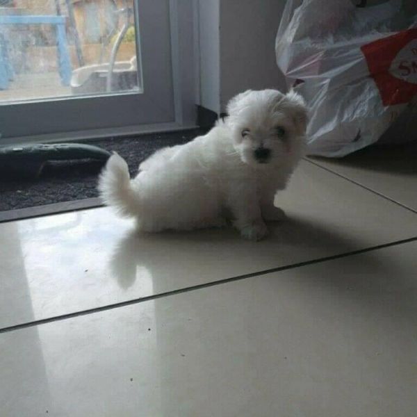cuccioli di maltesi toy | Foto 0