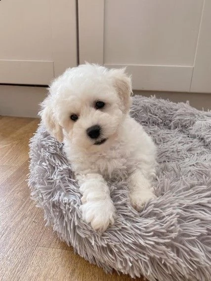 bichon frise