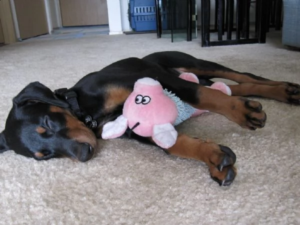 bellissimo cuccioli di doberman con pedigree  | Foto 1