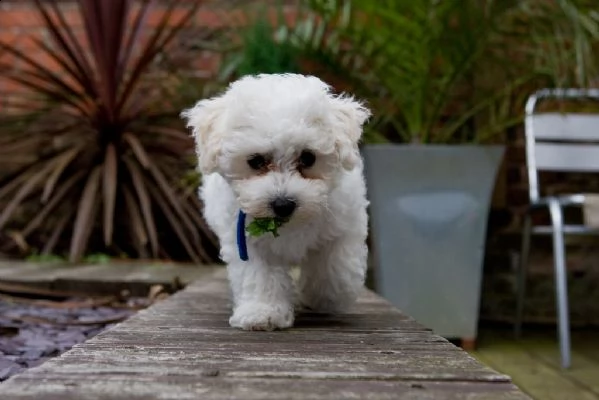 cuccioli di bichon frise con pedigree enci | Foto 0