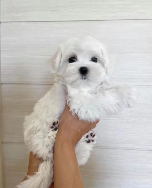 bianchissimi cucciolini maltese