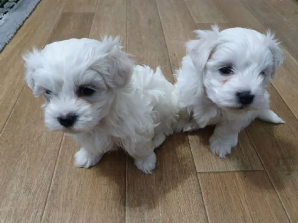 cuccioli di maltese mini toy