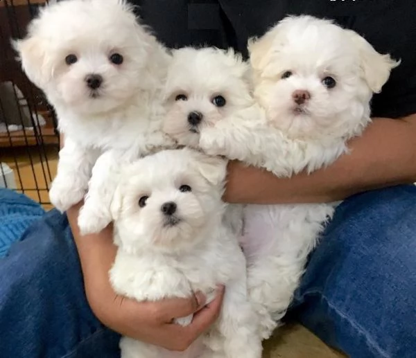 bellissimi cuccioli di maltese