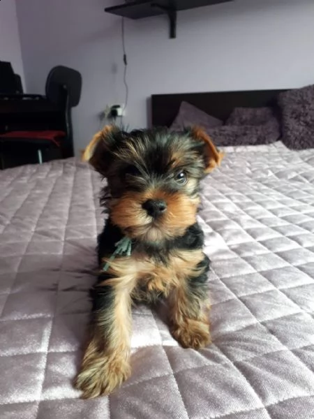 cuccioli di yorkshire terrier in vendita | Foto 0