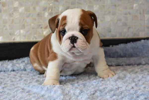 cuccioli bulldog inglese in vendita | Foto 1