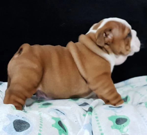 cuccioli bulldog inglese in vendita | Foto 0