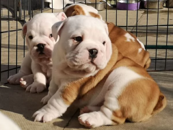 cuccioli bulldog inglese in vendita