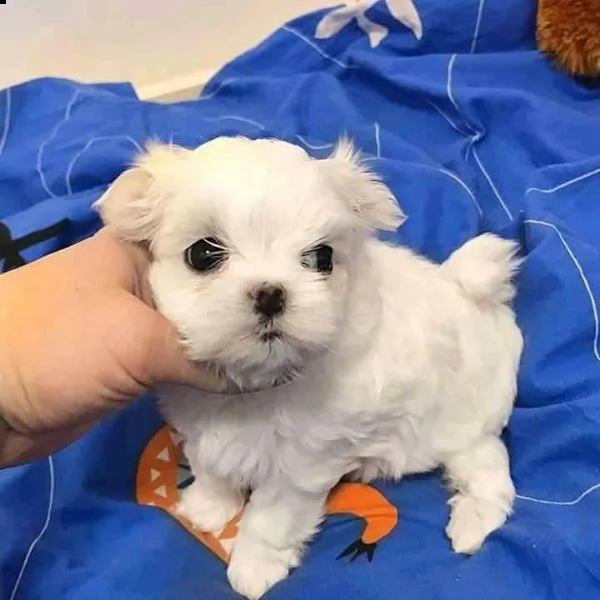 disponibili cuccioli di maltese toy