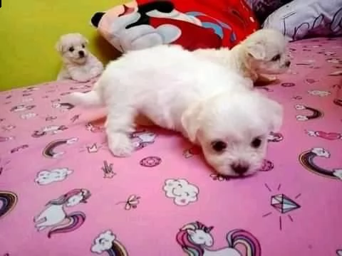 cuccioli di maltese  | Foto 0