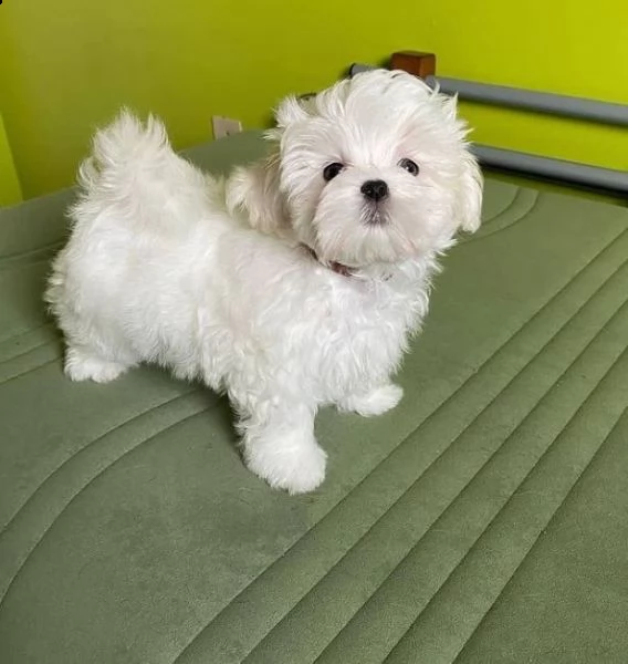  regalo maltese