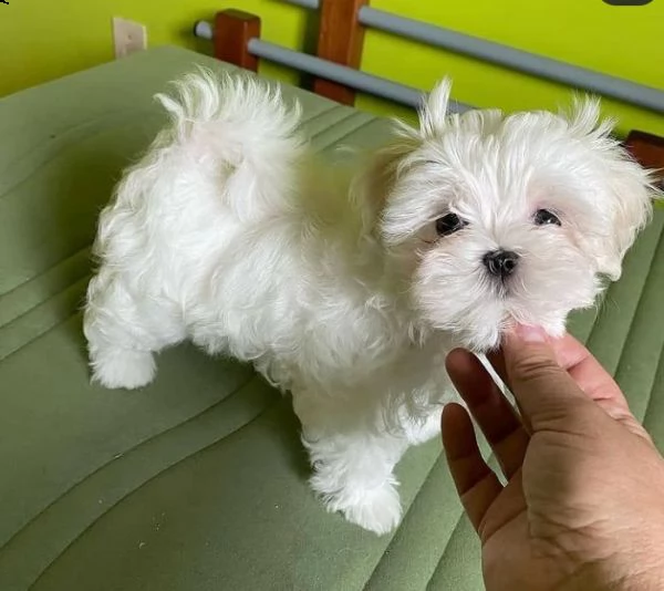  regalo maltese | Foto 0